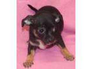Chihuahua Puppy for sale in Homestead, FL, USA