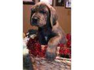 Great Dane Puppy for sale in Kirksville, MO, USA