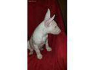 Bull Terrier Puppy for sale in Hellertown, PA, USA