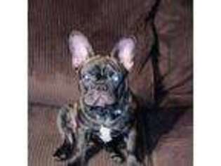 French Bulldog Puppy for sale in Warren, OH, USA