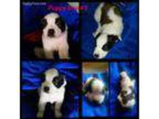 Saint Bernard Puppy for sale in Lovilia, IA, USA