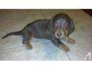 Dachshund Puppy for sale in MOCKSVILLE, NC, USA