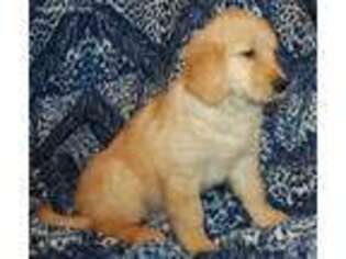 Golden Retriever Puppy for sale in Platteville, CO, USA