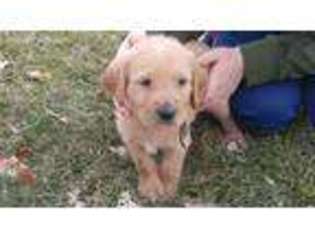 Labradoodle Puppy for sale in Meridian, ID, USA