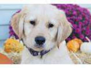 Golden Retriever Puppy for sale in Thurmont, MD, USA