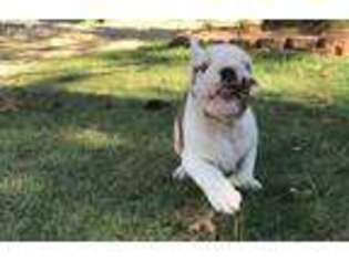 Bulldog Puppy for sale in Louisville, KY, USA