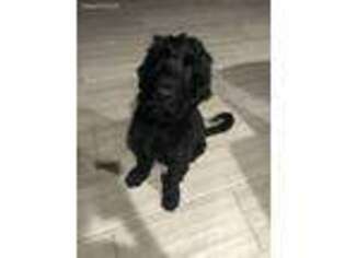 Black Russian Terrier Puppy for sale in Stroudsburg, PA, USA