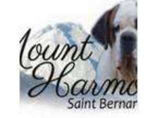 Saint Bernard Puppy for sale in Chesapeake Beach, MD, USA
