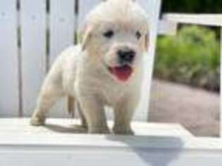 Golden Retriever Puppy for sale in Burtonsville, MD, USA