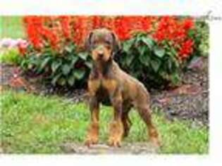 Doberman Pinscher Puppy for sale in Lancaster, PA, USA