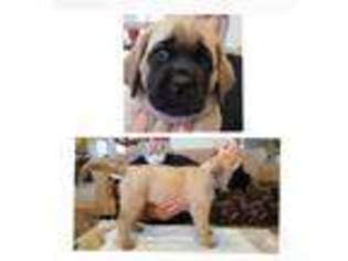 Mastiff Puppy for sale in Aguanga, CA, USA