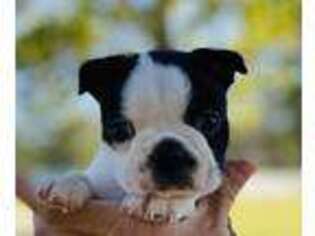 Boston Terrier Puppy for sale in Galena, KS, USA