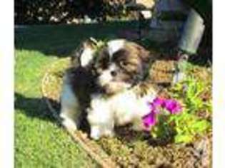 Maltese Puppy for sale in SPRING BRANCH, TX, USA
