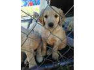 Goldendoodle Puppy for sale in Shasta, CA, USA