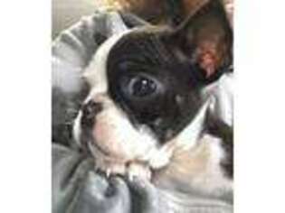 French Bulldog Puppy for sale in Baltimore, OH, USA