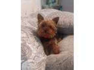 Yorkshire Terrier Puppy for sale in Santa Fe, NM, USA