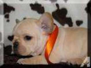 French Bulldog Puppy for sale in CAMBRIDGE, MN, USA