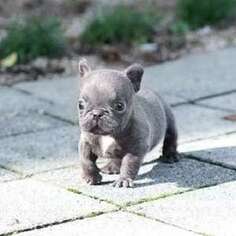 French Bulldog Puppy for sale in Jackson, MS, USA