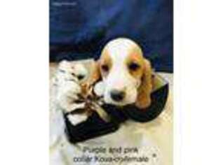 Basset Hound Puppy for sale in Ireton, IA, USA