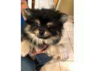 Pomeranian Puppy for sale in Macomb, MI, USA