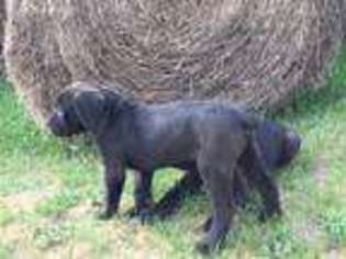 Cane Corso Puppy for sale in Middlebury, IN, USA
