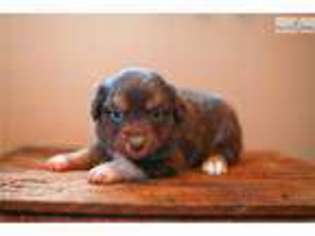 Miniature Australian Shepherd Puppy for sale in Kansas City, MO, USA