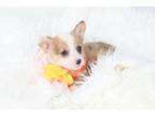 Pembroke Welsh Corgi Puppy for sale in Lodi, NY, USA