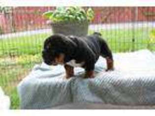 Bulldog Puppy for sale in Kingsport, TN, USA