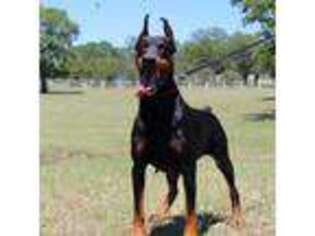 Doberman Pinscher Puppy for sale in Boyd, TX, USA
