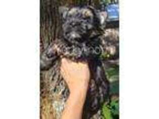 Yorkshire Terrier Puppy for sale in Destin, FL, USA