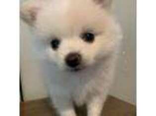 Pomeranian Puppy for sale in Woodland, WA, USA