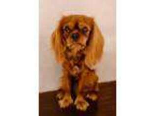 Cavalier King Charles Spaniel Puppy for sale in Mount Holly, NC, USA