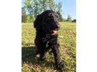 Goldendoodle Puppy for sale in Longs, SC, USA