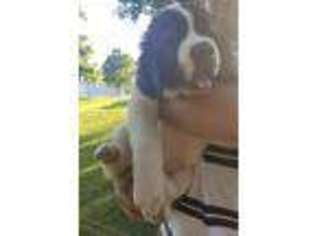 Saint Bernard Puppy for sale in Mooreland, IN, USA