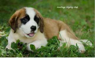 Saint Bernard Puppy for sale in Knoxville, TN, USA