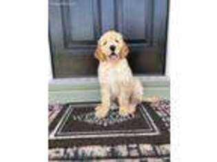 Labradoodle Puppy for sale in Mineral Ridge, OH, USA