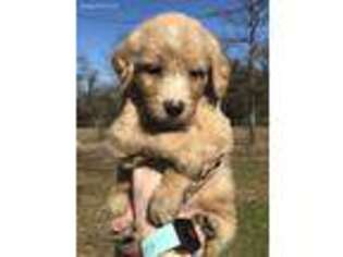Goldendoodle Puppy for sale in Edgewood, TX, USA