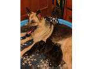 German Shepherd Dog Puppy for sale in Hubbardston, MA, USA