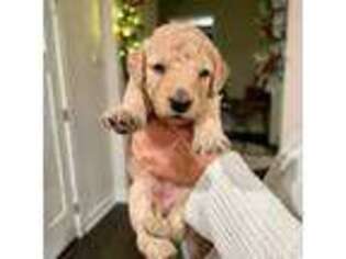 Goldendoodle Puppy for sale in Spotsylvania, VA, USA