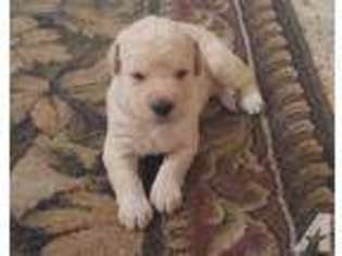 Labradoodle Puppy for sale in TACOMA, WA, USA