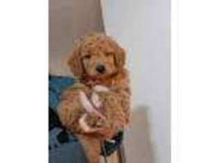 Goldendoodle Puppy for sale in Tama, IA, USA