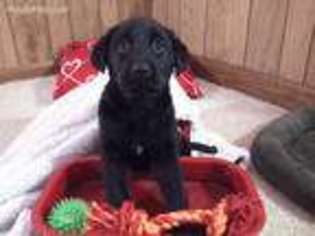 Labrador Retriever Puppy for sale in Woodburn, IN, USA