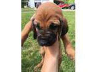 Bloodhound Puppy for sale in Burlington, MI, USA