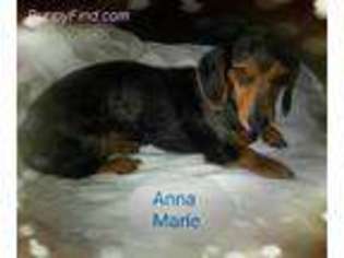 Dachshund Puppy for sale in Tiffin, OH, USA
