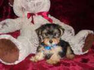 Yorkshire Terrier Puppy for sale in Polk City, FL, USA