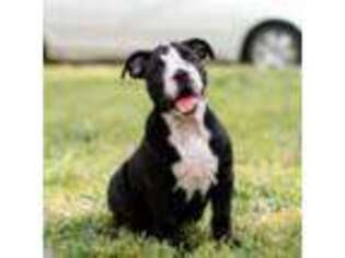 Olde English Bulldogge Puppy for sale in Wichita, KS, USA