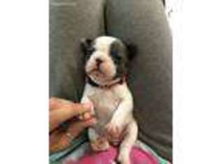 French Bulldog Puppy for sale in Seaford, DE, USA