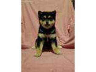 Shiba Inu Puppy for sale in Clarkrange, TN, USA