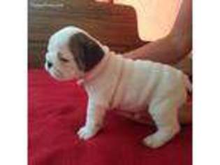 Bulldog Puppy for sale in Franklin, TN, USA