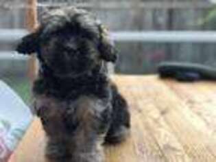Havanese Puppy for sale in Kent, WA, USA